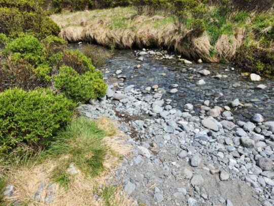 Brook? New Zealand